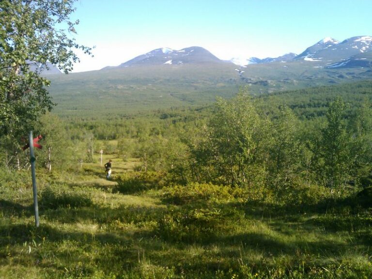 Exploring Laplands Abisko Forest Natures Majesty at its Finest