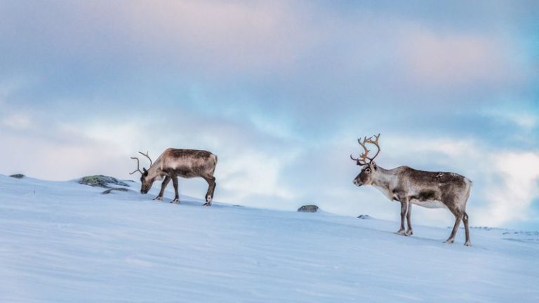 Embarking on a Reindeer Safari Exploring Laplands Wildlife in Finland