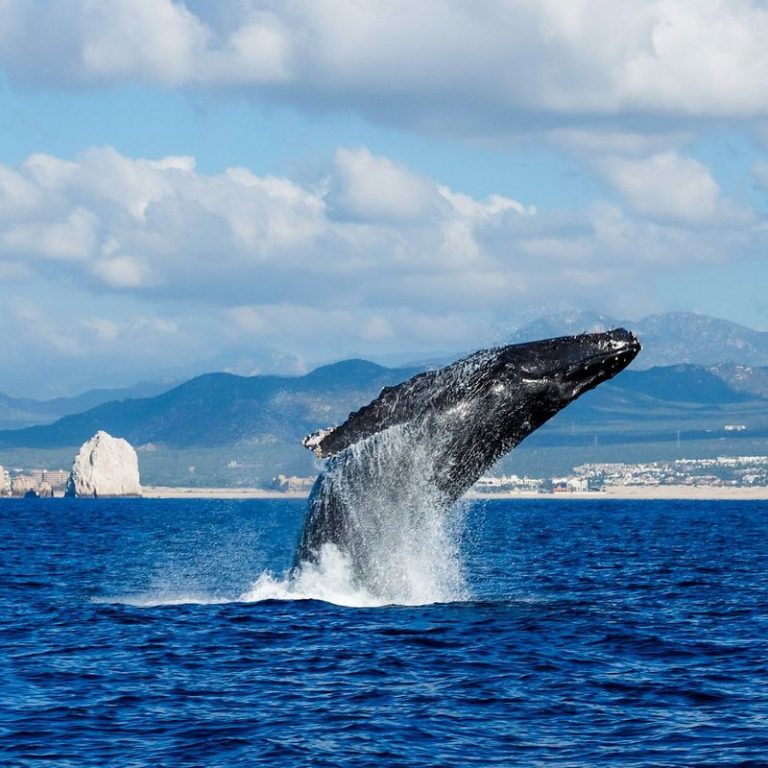 Gear for Eco-Friendly Whale Watching Enhancing Your Marine Experience
