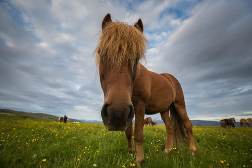 Icelandic Horses Guardians of an Ancient Legacy