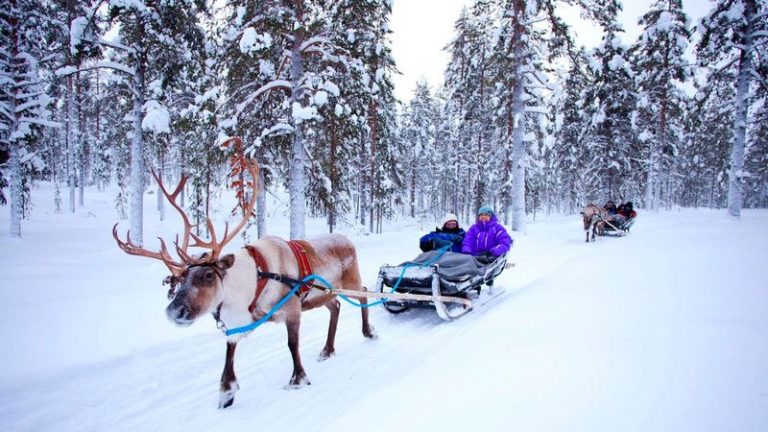 Laplands Endearing Reindeer Encounters A Wildlife Adventure in Finland