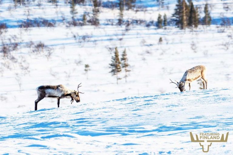 On the Trail of Reindeer Unveiling Laplands Wildlife in Finland