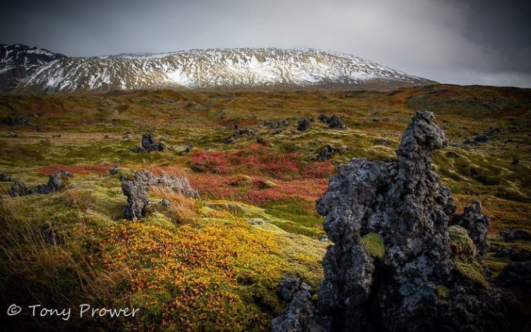 The Fascinating Wildlife of Icelands Volcanic Landscape