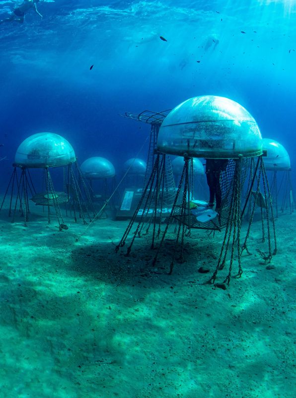The Underwater Wonderland A Journey into Cretes Astonishing Marine Life