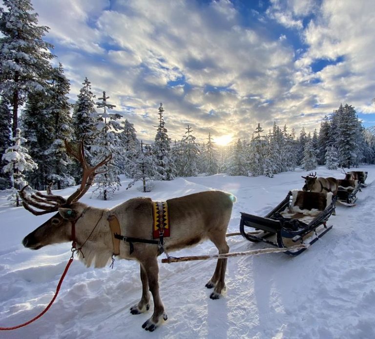 Up Close and Personal The Fascinating Reindeer Encounters of Lapland, Finland
